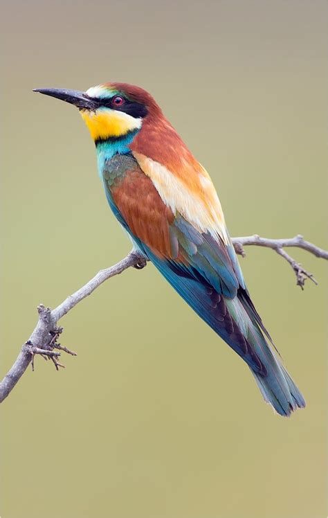 Bee Eater Birds, Tropical Africa, Hummingbird Pictures, Bee Eater, Lovely Creatures, Rare Birds, Southern Europe, Pet Style, Bird Artwork