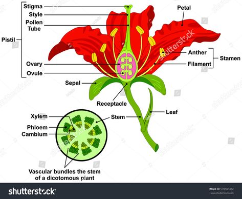 Vector Flower Parts Diagram with stem cross section anatomy of plant morphology and its contents useful for school student stamen pistil petal sepal leaf receptacle root botany science education #Ad , #sponsored, #anatomy#section#plant#contents Diagram Of A Flower, Plant Diagram, Flower Diagram, Flower Anatomy, Flower Structure, Plant Structure, Different Types Of Flowers, Teaching Biology, Parts Of A Flower