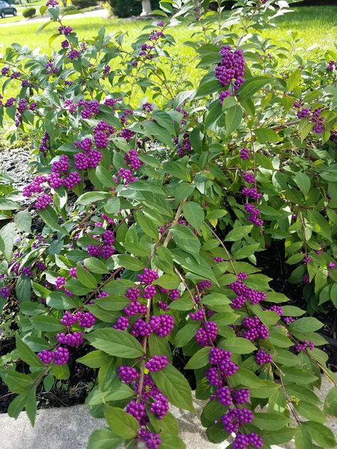 Beauty Berry American Beautyberry Bush, Beauty Berry Bush, Beautyberry Bush, Multistem Trees, Native Medicine, American Beautyberry, French Cottage Garden, Beauty Berry, Northwest Garden