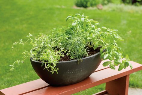 Herbs In A Pot, Growing Herbs In Pots, Best Herbs To Grow, Container Herb Garden, Herb Plants, Gardening Herbs, Types Of Herbs, Herb Containers, Herbs Garden