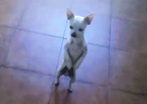 Chiwawa Dance GIF - Chiwawa Dance Chihuahua - Discover & Share GIFs Dancing Dog Gif, Animiertes Gif, Chihuahua Funny, Dog Animation, Dancing Animals, Cute Jokes, Chihuahua Love, Funny Dog Pictures, Happy Dance