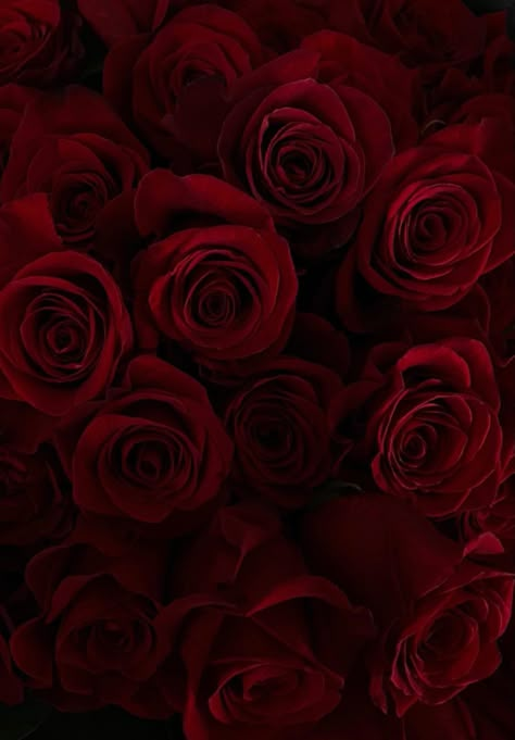 Rouge Bordeaux Aesthetic, Scarlet Aesthetic, Horror Wallpapers Hd, White Aesthetic Photography, Maroon Aesthetic, Catrina Tattoo, Burgundy Roses, Dark Red Roses, Red Roses Wallpaper