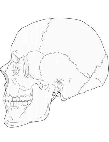 Human Skull Side View, Fun Anatomy, Skull Side View, Human Body Projects, Side View Drawing, Mother Painting, Skull Anatomy, Anatomy Coloring Book, Head Anatomy