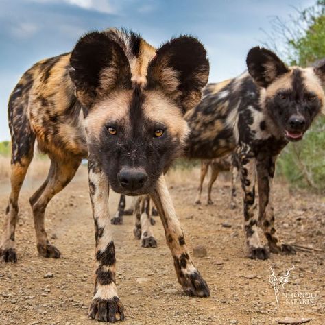 A great close up photo of two African Wild Dogs #sunshine #animals #sunrise #lovely #natural #naturelovers #holidays #goodtimes #animal #perfect #outdoors #instamoment #trees #gorgeous #sunny #beautifuldestinations #freedom #newyear African Hunting Dog, Wild Photography, Spotted Dog, Wild Dog, African Wild Dog, Dog Mask, Paws And Claws, Wild Dogs, Hyena