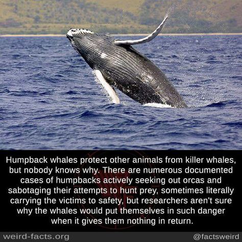 Whale Facts, Fun Facts About Animals, Nobody Knows, Animal Antics, Unbelievable Facts, Underwater Creatures, Animal Facts, Animal Behavior, Humpback Whale