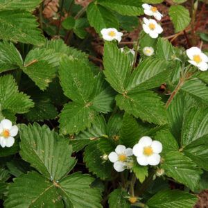 Native Strawberry, Plan Bee, Front Yard Plants, Invasive Plants, Growing Seeds, Dream Backyard, Glass Flowers, Cool Plants, Front Garden