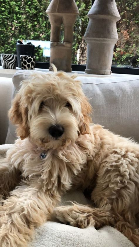 Goldendoodle Grooming, Mixed Breed Puppies, No Reservations, Australian Labradoodle, Huge Dogs, Puppies And Kitties, Cute Little Puppies, Full Of Love, Pet Puppy