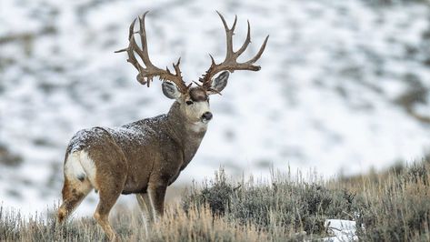 Best Whitetail Calendar, Best Hunting Mule Deer Elk Calendar Pink Manga Wallpaper, Mule Deer Hunting, Mule Deer Buck, Deer Hunting Season, Deer Photography, Pink Manga, Deer Wallpaper, Big Deer, Deer Photos