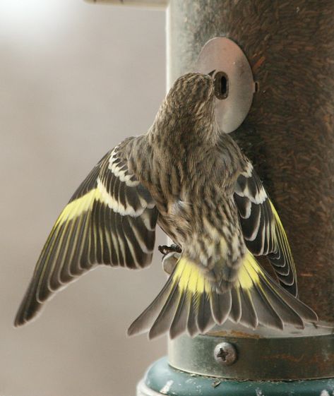 Every few years FeederWatchers record a large movement of Pine Siskins into the lower 48 states. When siskins appear after a long absence, many FeederWatchers wonder where these gregarious finches came from and, following the winter, where do they go? The 2008-09 irruption Pine Siskins made a dramatic showing at feeders during the 2008-09 FeederWatch […] Pine Siskin, Siskin, Finches, Bird Watching, Bunting, The Winter, Birds, Wonder, Yard