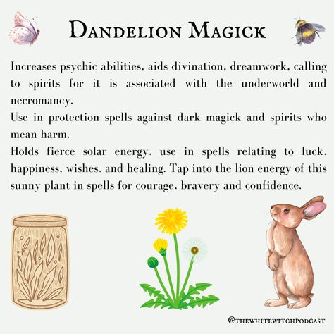 Dandelion Correspondences, Dandelion Medicinal Uses, Dandelion Magic, Witch Podcast, White Witch Spells, Necromancy Spells, Plant Magick, Hedge Witchcraft, Witch Woman