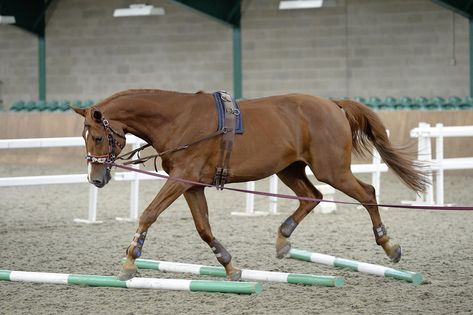 Jumping Reference, Horse Lunging, Lunging Horse, Horse Training Exercises, Horse Exercises, Equestrian Aesthetic, English Horse, Horse Trainer, Horse Aesthetic