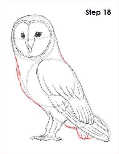 Barn Owl Drawing 18 How To Draw Owls, Owl Drawing Sketches, Drawing An Owl, How To Draw Owl, Owl Video, Owl Drawing Simple, Barn Owl Drawing, Draw An Owl, Drawing Owl