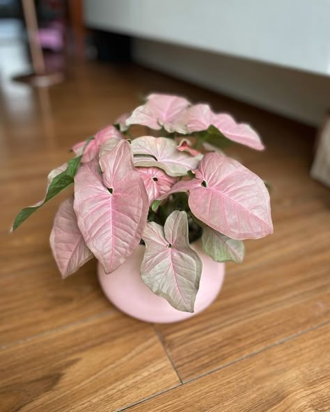 Syngonium Neon Robusta, Pink Plant Aesthetic, Pink Houseplants, Pink Syngonium, Syngonium Plant, Core Exercises For Women, Pink Plants, Exercises For Women, Plant Care Houseplant