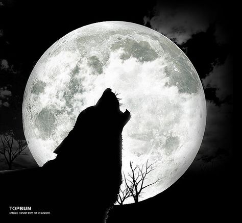 Wolves Howling at the Moon | wolf howling at the moon/ left side Wolf Photos, Howl At The Moon, Wolf Wallpaper, Dream Symbols, She Wolf, Wolf Spirit, Wolf Moon, The Full Moon, Lone Wolf