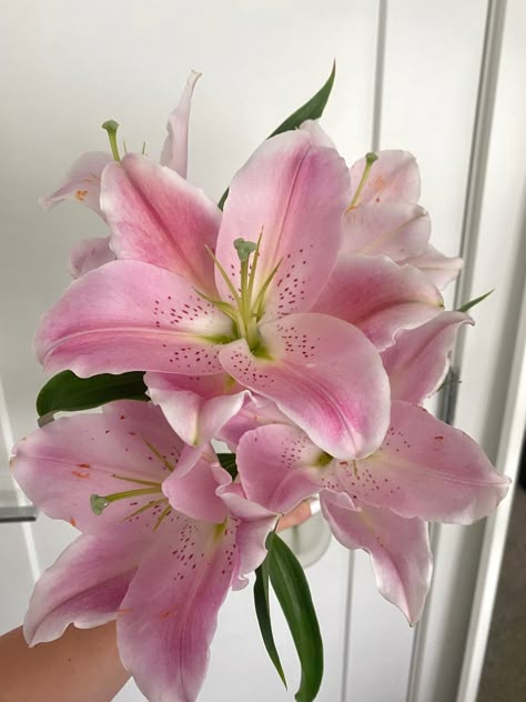 Beautiful pink lillie’s | anniversary gift | gift ideas | love | flowers | lilly Pink Lilies Aesthetic, Boquette Flowers, Nothing But Flowers, Flower Therapy, Beautiful Bouquet Of Flowers, Japanese Flowers, Flowers Pink, Pretty Plants, Spring Vibes