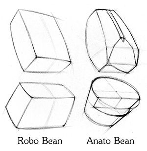 Robo_Bean_and_Anato_bean Obliques Anatomy, Oblique Muscles, Human Anatomy Reference, Human Anatomy For Artists, Learning Art, Anatomy Tutorial, Body Drawing Tutorial, Human Anatomy Drawing, Human Figure Drawing