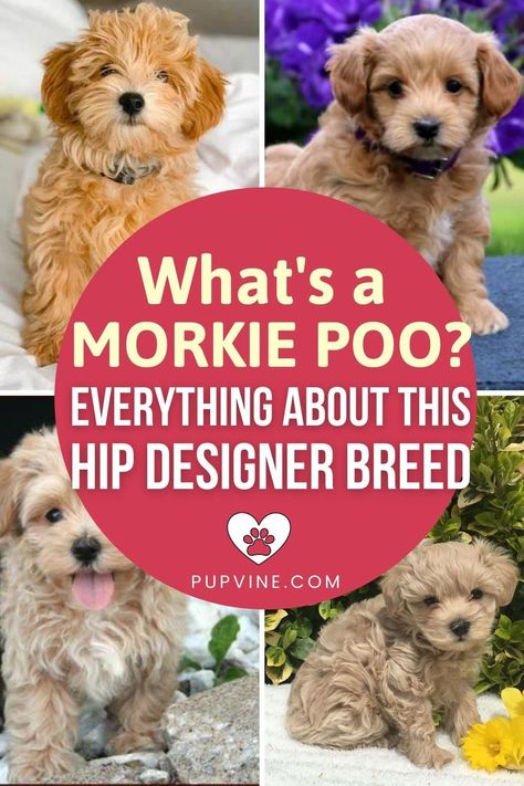 Morkie Poos, Morkipoo Puppies, Maltese Yorkie Mix, Maltese Poodle Mix, Morkie Dogs, Yorkie Poodle, Designer Dogs Breeds, Puppy Facts, Morkie Puppies