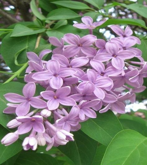 awesome 10 Best Fragrant Flowers to Scent Your Spring Garden Tattoo Lilac, Syringa Flower, Logo Apps, Vintage Flower Tattoo, Scent Garden, French Country Garden Decor, Country Garden Decor, French Country Garden, Meteor Garden 2018