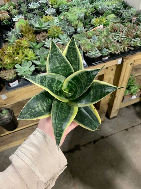 Plant Aesthetics, Snake Plant, Plant Nursery, Snake Plant Care, Houseplants, Houseplants Low Light, Sansevieria Snake Plant Aesthetic, Plant Aesthetics, Aesthetic Snake, Snake Plant Care, Houseplants Low Light, Plant Aesthetic, Plant Nursery, Plant Mom, Snake Plant