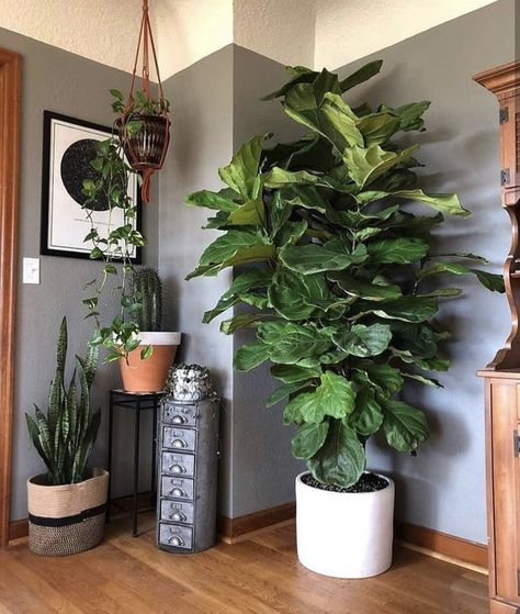 Boho Style Interior, Plantas Interior, Plant Goals, Support Pour Plante, Ficus Lyrata, Fiddle Leaf Fig Tree, Diy Plant Stand, Plant Decor Indoor, Fiddle Leaf