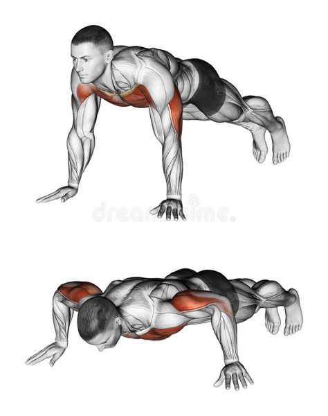 Exercising. Pushups. Pushups. Exercising for bodybuilding. Target muscles are marked in red. Initial and final steps vector illustration Steps Illustration, Tricep Workout, Shoulder Training, Muscle Building Tips, Best Chest Workout, Dumbell Workout, Push Up Workout, Leg Curl, Trening Fitness