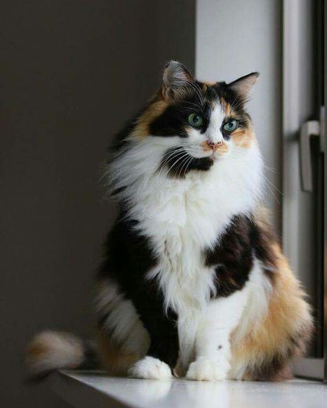 Gorgeous long haired calico with blue eyes. Calico Cats, Gatto Carino, Cat With Blue Eyes, Gorgeous Cats, Norwegian Forest Cat, Brown Cat, Domestic Cat, Cute Cats And Kittens, Cat Care