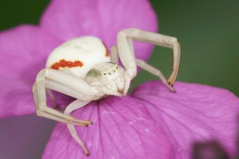 Flower Spider, Goldenrod Flower, Crab Spider, Red Flowers, Yellow Flowers, Crab, Bugs, Flowers, Red