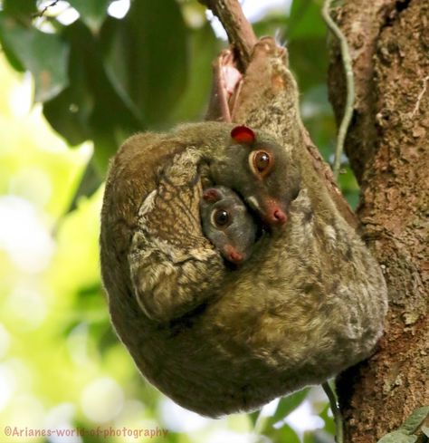 Sunda Colugo, flying lemur, mother and her baby Sunda Flying Lemur, Sunda Colugo, Flying Lemur, College Mascot, Animal Print Wallpaper, Animal Antics, Animal Activities, Unusual Animals, About Animals