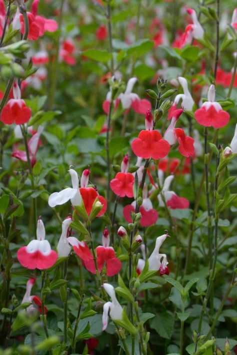 Plant Growers Australia - Salvia Hot Lips Salvia Hot Lips In Garden, Hot Lips Flower, Salvia Hot Lips Plant, Hot Lips Salvia, Salvia Hot Lips, Hot Lips Plant, Fast Growing Pine Trees, Salvia Plant, Planting Palette