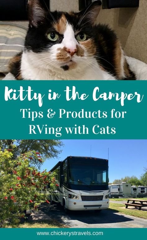 Check out these tips and products to make travel easier for you and your cats. Includes litter box solutions and other ideas to make travel day smooth for your pets. These tips apply to any RV camping trip whether you travel in a motorhome, fifth wheel, travel trailer. Take your kitty on your next road trip! #RVlife #RVtravel #campingwithpets Rv Cat, Rv Camping Trips, Camping With Cats, Rv Living Full Time, Full Time Rv, Motor Home, Cat Travel, Camping Checklist, Time Life