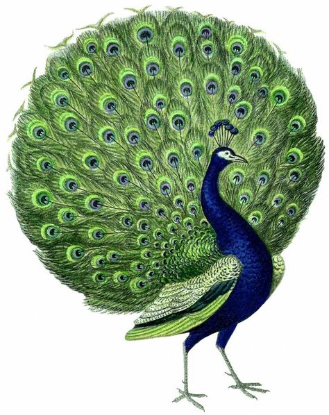 PEACOCK CLIP ART Peacock Images, Peacock Pictures, Vintage Peacock, Peacock Art, Peacock Bird, Graphics Fairy, Art Carte, Vintage Birds, Vintage Printables