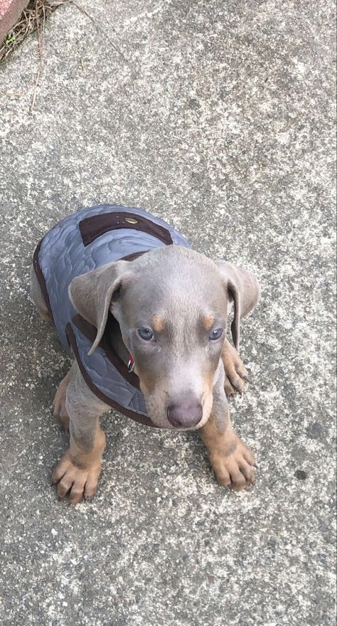 My puppy was barley 2 months 🥰 Gray Doberman, Doberman Puppy, My Puppy, 2 Months, Doberman, Barley, Puppies, Dogs, Grey