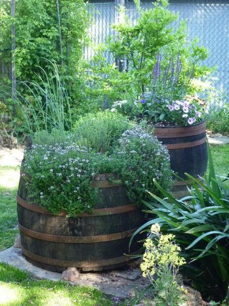 Wine Barrel Patio Ideas, Barrel Planter Ideas Front Yards, Wine Barrel Planter Ideas, Barrel Garden Ideas, Barrel Planter Ideas, Wine Barrel Garden, Whiskey Barrel Planter, Wine Barrel Planter, Whiskey Barrels