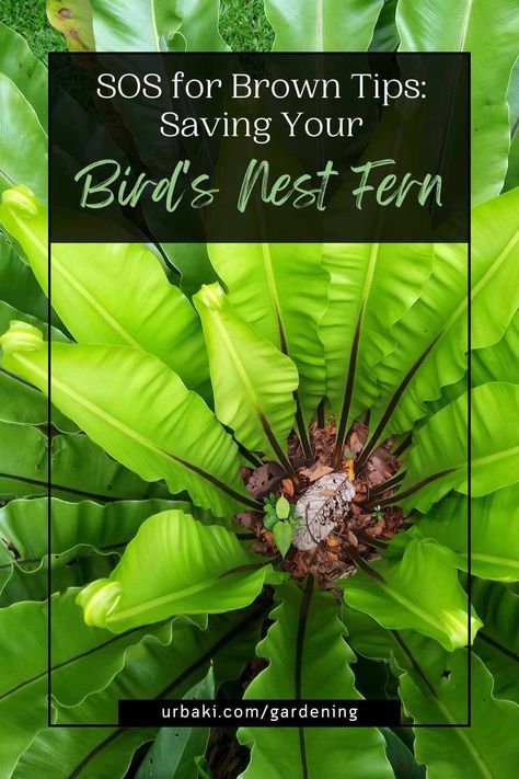 Bird's Nest Ferns (Asplenium nidus) are renowned for their striking, lush foliage, which adds a touch of tropical elegance to any indoor space.However, encountering brown tips on the fern's leaves can be disheartening.Don't worry, though – you're not alone in this struggle, and there are solutions to bring back the vibrancy to your fern's fronds.In this comprehensive guide, we'll explore the common causes behind brown tips on Bird's Nest Fern leaves... Bird Nest Fern Indoor, Birds Nest Fern Indoor Care, Bird Nest Fern Care, Birds Nest Fern Care, Fern Care Indoor, Indoor Fern Plants, Inside Gardening, Japanese Fern, Birds Nest Fern