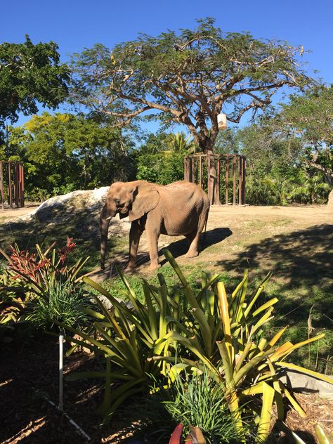 Zoo Miami elefante 🐘 Harlow James, Zoo Miami, Zoo Elephant, Elephant Zoo, Animal Sanctuary, Vision Boards, African Animals, Vacation Places, Instagram Inspo