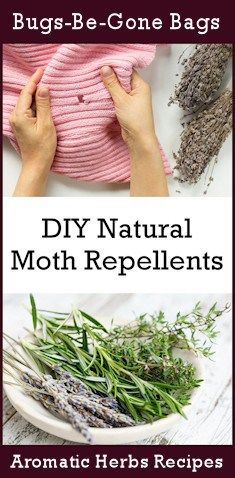 Diy Bugs, Getting Rid Of Moths, Repellent Diy, Pantry Moths, Natural Mosquito Repellent, Mosquito Spray, Moth Repellent, Natural Repellent, Natural Mosquito Repellant