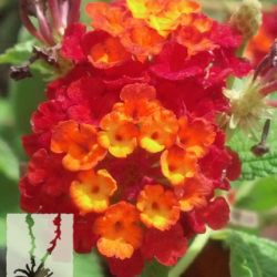 Lantana 'Dallas Red' Dallas Red Lantana, Lantana Flower, Lantana Camara, Plant Catalogs, How To Grow Taller, True Red, Desert Landscaping, Drought Tolerant, Tri Color