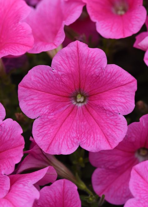 Petunia E3 Easy Wave Pink Cosmo Petunias Aesthetic, Petunia Aesthetic, Petunia Flower Aesthetic, Petunia Night Sky, Pink Wave Petunia Planters, Easy Waves, Petunias, Cosmos, Pink