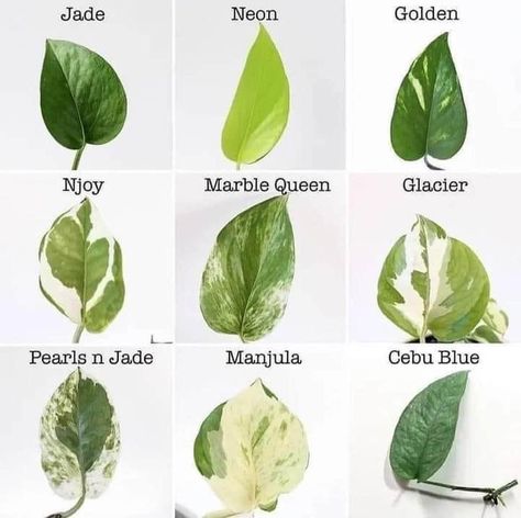 Plant Leaf Identification, Plants Pothos, Leaf Identification, Planting Plants, Types Of Houseplants, Plant Diary, Plant Goals, Plant Varieties, Weird Plants