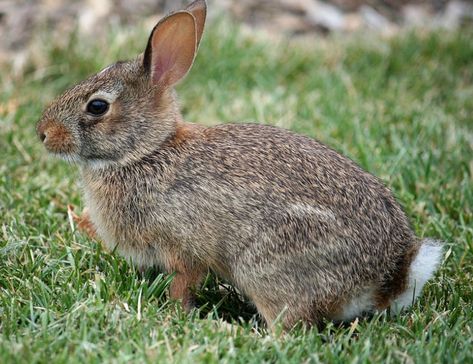 Eastern Cottontail Rabbit Species, Eastern Cottontail, Cottontail Rabbit, Swamp Rabbit, Easter Rabbits, Art Rabbit, Rabbit Life, Rabbit Cages, Rabbit Eating