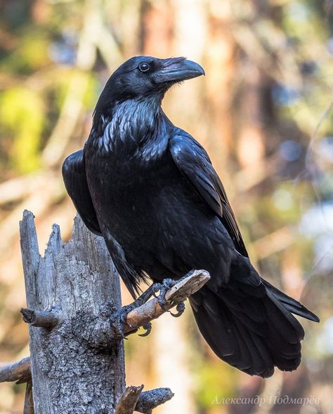 Raven Photography, Crow Photography, Raven Pictures, Crow Pictures, Regard Animal, Raven Bird, Crow Bird, Crow Art, Raven Art