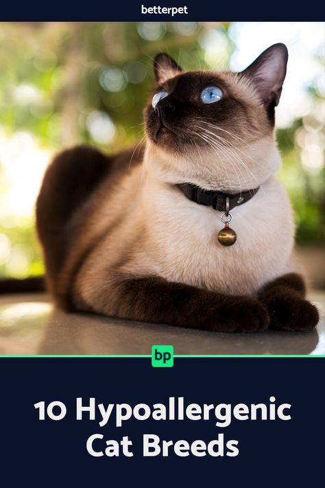 Want to adopt a cat but terrified of your allergies? These 10 hypoallergenic cat breeds are ideal for cat lovers looking for a breath of fresh air. Big Cat Breeds, Hypoallergenic Cat Breeds, Cat Breeds Hypoallergenic, Hypoallergenic Cats, Adopt A Cat, Calming Cat, Allergic To Cats, Cat Allergies, A Breath Of Fresh Air