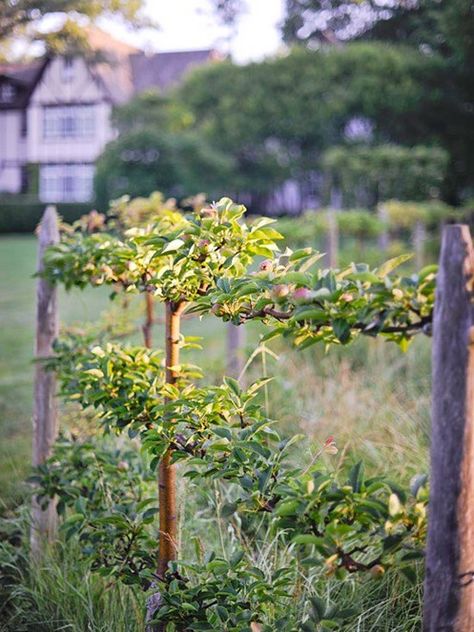 Fruit Trees Backyard, Espalier Fruit Trees, Vine Trellis, Garden Vines, Potager Garden, Apple Trees, Edible Landscaping, Veg Garden, Have Inspiration