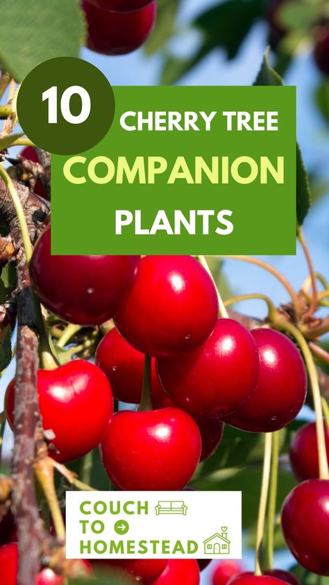 Cherry Tree Planting Cherry Trees, Cherry Fruit Tree, Herb And Vegetable Garden, Cherry Types, Types Of Cherries, Garden Fruit Trees, Companion Planting Guide, Best Companion Plants, Planting Fruit Trees