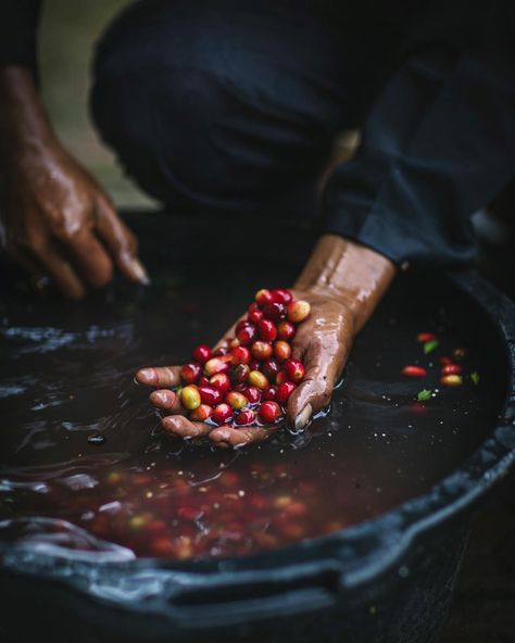 Coffee Tree Photography, Coffee Farm Photography, Coffee Learning, Coffee Harvesting, Coffee Farming, Coffee Processing, Coffee Farmers, Coffee Plants, Coffee Process