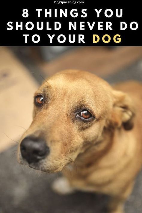 There are eight things you must never do to your dog Dog Whining, Loving Thoughts, Dog Behavior Problems, House Training Dogs, Dogs Trust, Dog Training Advice, Bad Behavior, Dog Tips, Best Dog Training