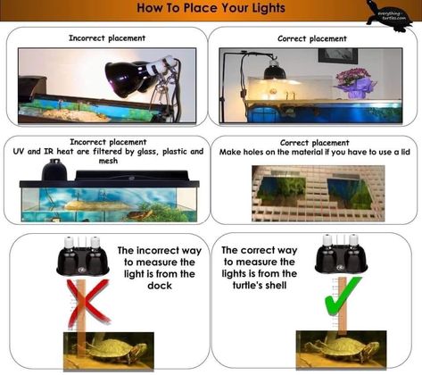 Yellow Bellied Slider Habitat, Aquatic Turtle Habitat Ideas Indoor, Yellow Belly Turtle, Aquatic Turtle Habitat, Yellow Bellied Slider, Franklin The Turtle, Turtle Terrarium, Turtle Care, Turtle Homes