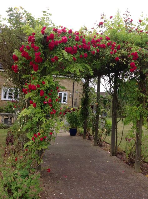 Flower Tunnel, Front Gates, Farm Stay, Climbing Roses, Flowers Garden, Rose Garden, Dream Garden, Aesthetic Iphone Wallpaper, Beautiful Landscapes