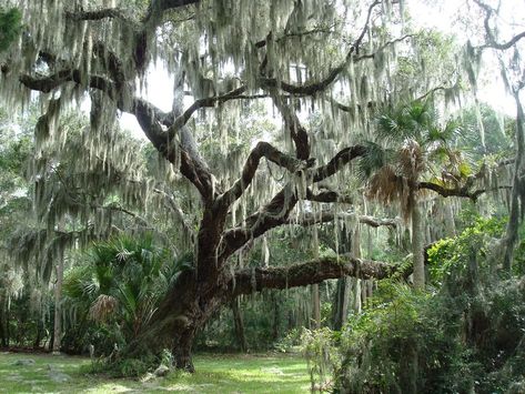 Moss Illustration, Spanish Moss Trees, Silver Garland, Bat Species, Spanish Conquistador, Bottle Tree, Live Oak Trees, Beaufort Sc, Oak Trees