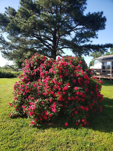 Our beautiful family rose bush in full bloom  many thorny memories Bushes With Flowers, Garden Core, Flower Bushes, Environment Reference, Rose Bushes, Rose Bush, In Full Bloom, Garden Diy, Beautiful Family